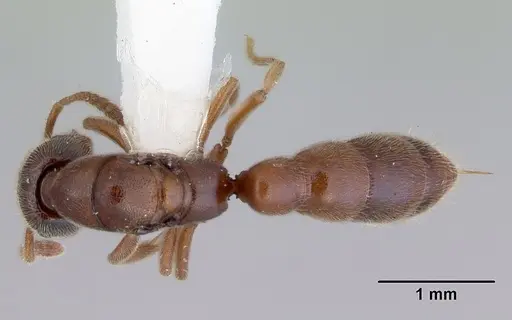 Fulakora saundersi - CASENT0172388