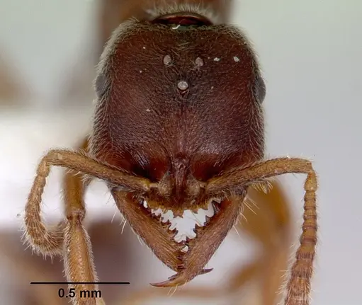 Fulakora saundersi - CASENT0172388