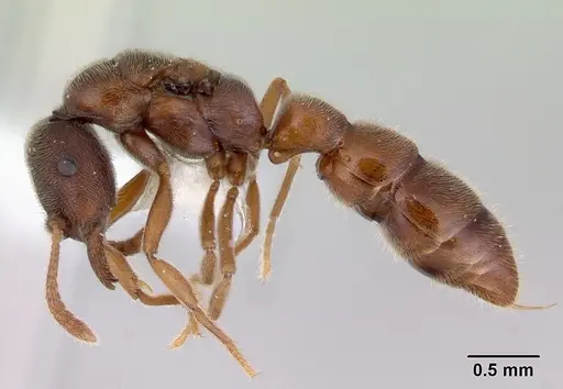 Fulakora saundersi - CASENT0172388