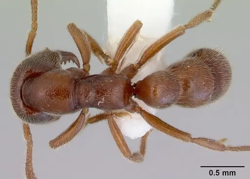 Fulakora saundersi - CASENT0172389