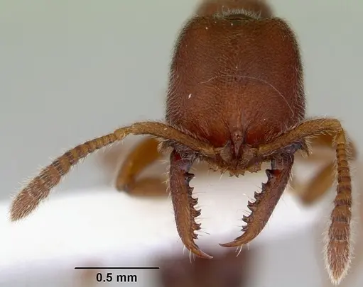 Fulakora saundersi - CASENT0172389