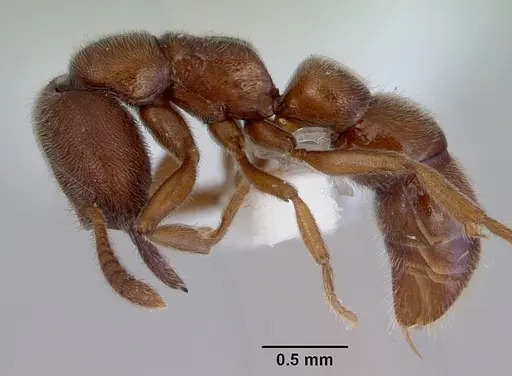 Fulakora saundersi - CASENT0172389