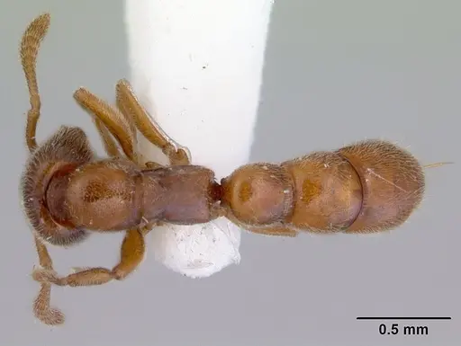 Fulakora saundersi - CASENT0172390