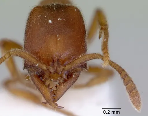 Fulakora saundersi - CASENT0172390