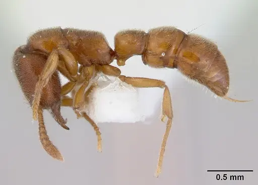 Fulakora saundersi - CASENT0172390