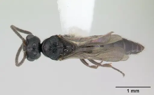 Fulakora saundersi - CASENT0178474