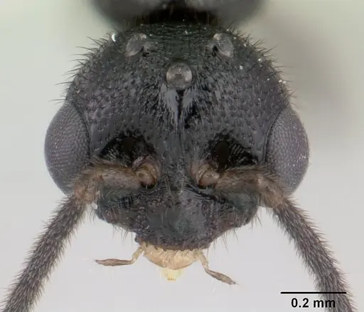 Fulakora saundersi - CASENT0178474