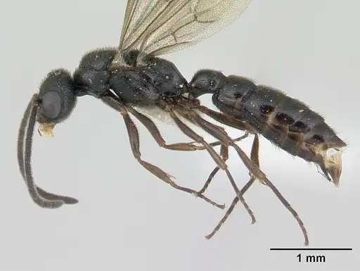 Fulakora saundersi - CASENT0178474