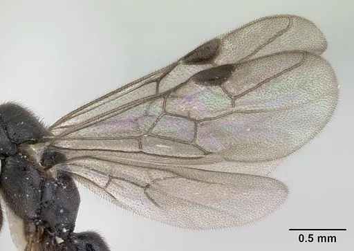 Fulakora saundersi - CASENT0178474