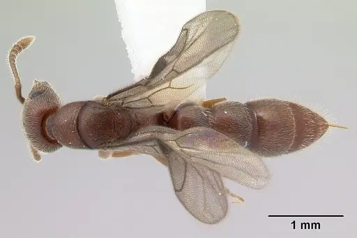 Fulakora saundersi - CASENT0178862