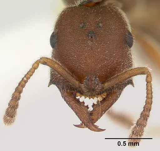 Fulakora saundersi - CASENT0178862