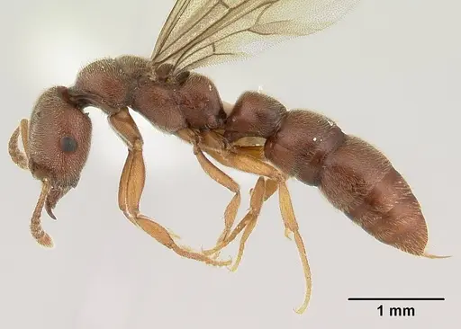 Fulakora saundersi - CASENT0178862