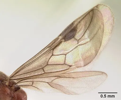 Fulakora saundersi - CASENT0178862