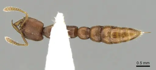 Fulakora saundersi - CASENT0280658