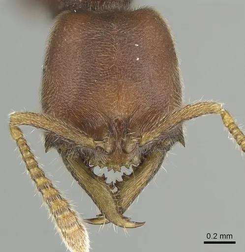 Fulakora saundersi - CASENT0280658