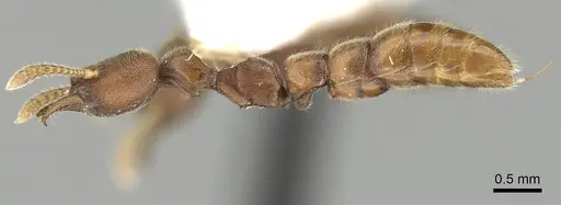 Fulakora saundersi - CASENT0280658