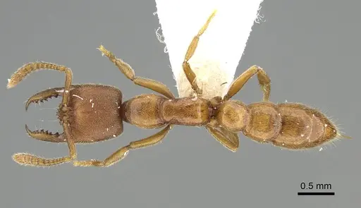 Fulakora saundersi - CASENT0922071