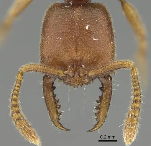 Fulakora saundersi - CASENT0922071