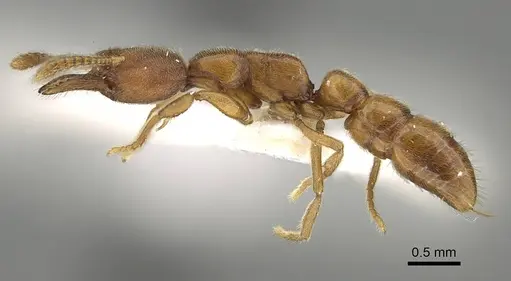 Fulakora saundersi - CASENT0922071