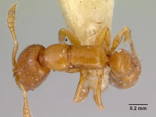 Fulakora smithi specimen