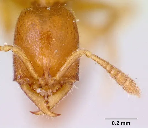 Fulakora smithi specimen