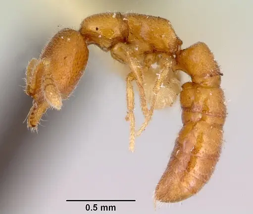 Fulakora smithi specimen