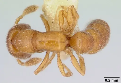 Fulakora smithi - CASENT0172800