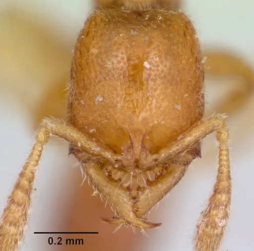 Fulakora smithi - CASENT0172800