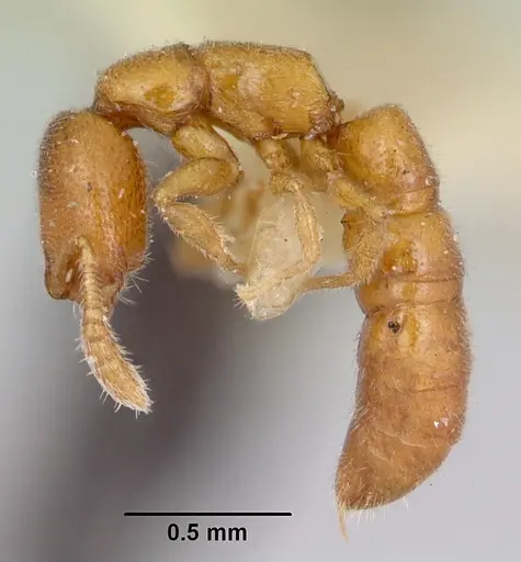 Fulakora smithi - CASENT0172800