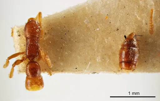 Fulakora wilsoni specimen