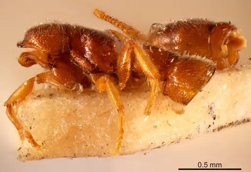 Fulakora wilsoni specimen