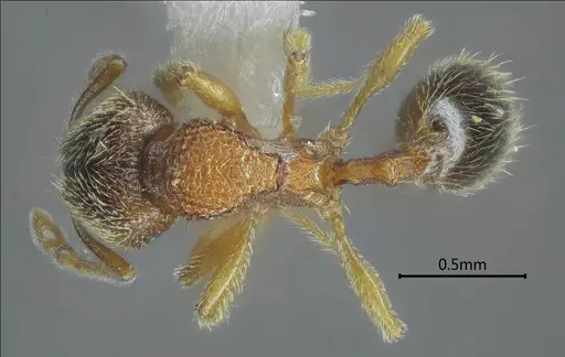 Gaoligongidris planodorsa specimen