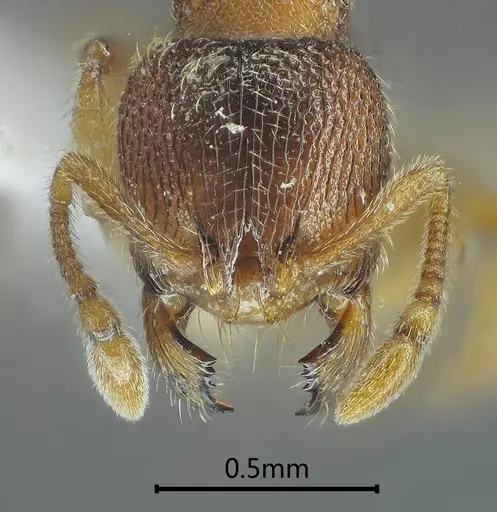 Gaoligongidris planodorsa specimen