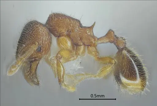 Gaoligongidris planodorsa specimen