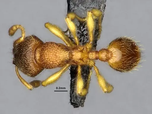 Gaoligongidris planodorsa - ZRC