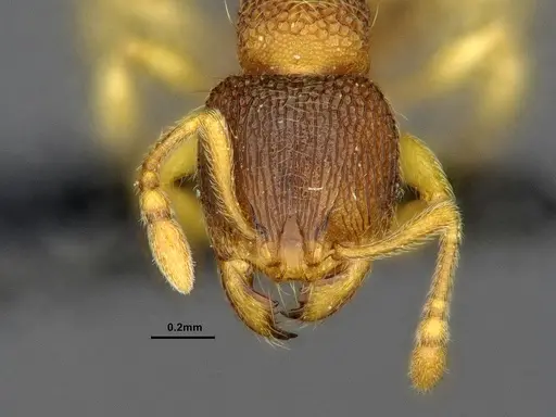 Gaoligongidris planodorsa - ZRC