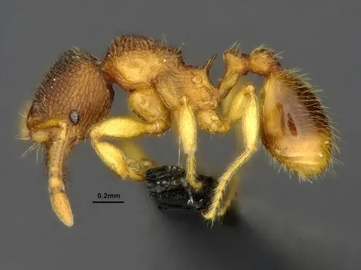 Gaoligongidris planodorsa - ZRC