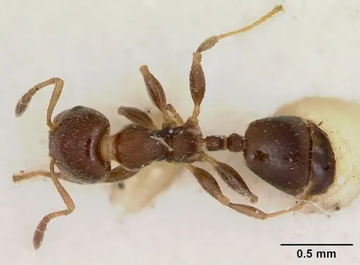 Gauromyrmex bengkalisi specimen