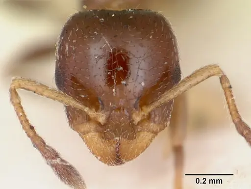 Gauromyrmex bengkalisi specimen