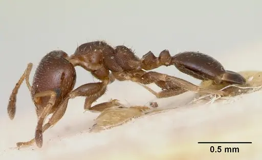 Gauromyrmex bengkalisi specimen