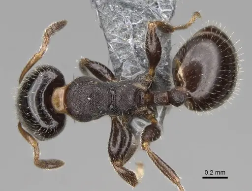 Gauromyrmex bengkalisi - CASENT0807550