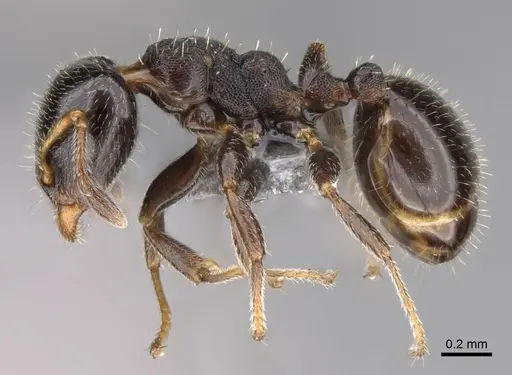 Gauromyrmex bengkalisi - CASENT0807550