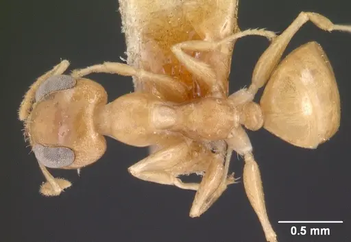 Gesomyrmex chaperi specimen