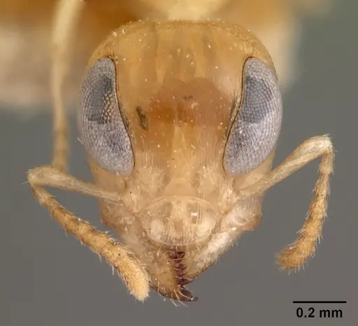 Gesomyrmex chaperi specimen