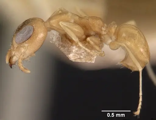 Gesomyrmex chaperi specimen