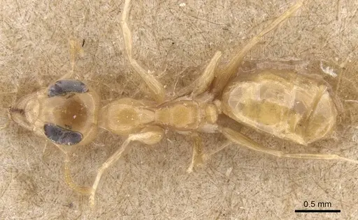 Gesomyrmex chaperi - CASENT0913758