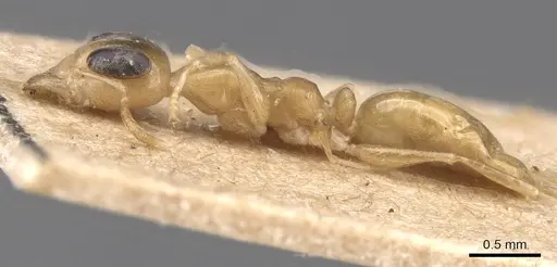 Gesomyrmex chaperi - CASENT0913758