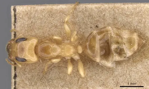 Gesomyrmex chaperi - CASENT0913759