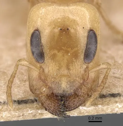 Gesomyrmex chaperi - CASENT0913759