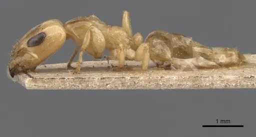 Gesomyrmex chaperi - CASENT0913759